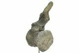 Fossil Sauropod Caudal Vertebra with Metal Stand - Colorado #335457-4